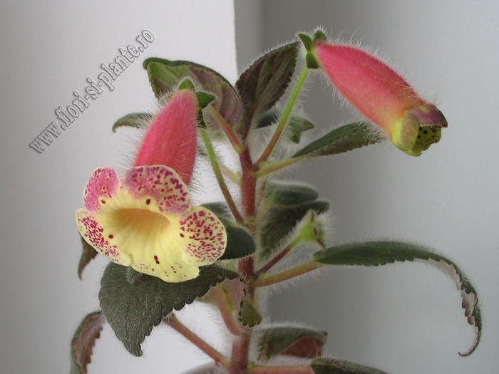 Kohleria Siriu; 2012
