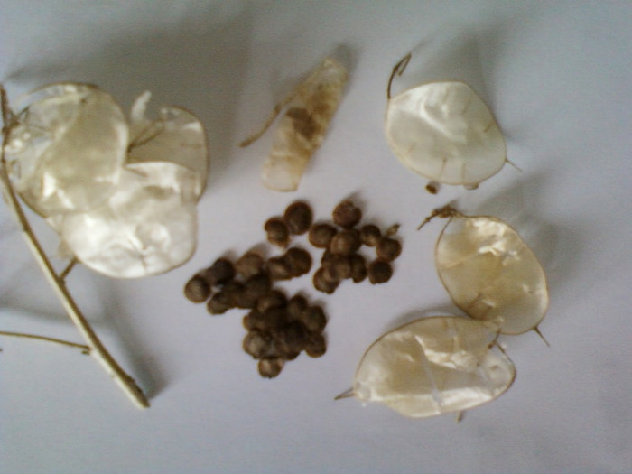 lunaria - gradinita mea