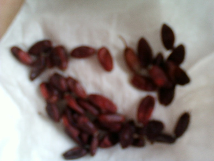 14 febr 2012 016 - gradinita mea