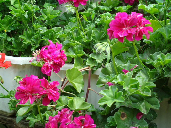 DSC00061 - PELARGONIUM