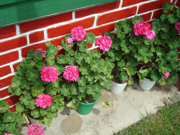 DSC00064 - PELARGONIUM