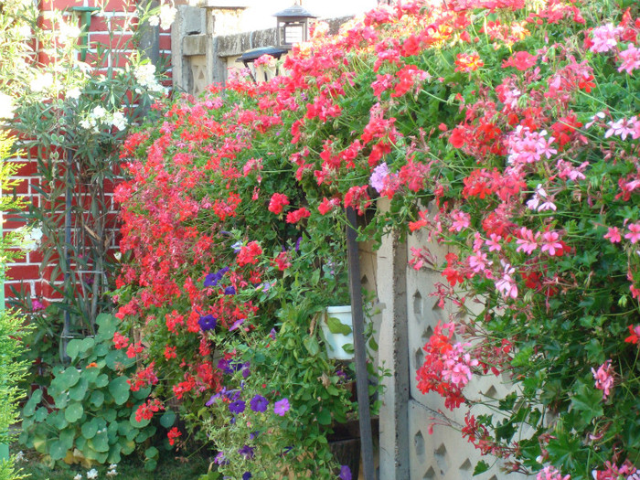 DSC00359 - PELARGONIUM