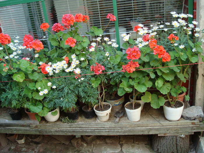 DSC00966 - PELARGONIUM