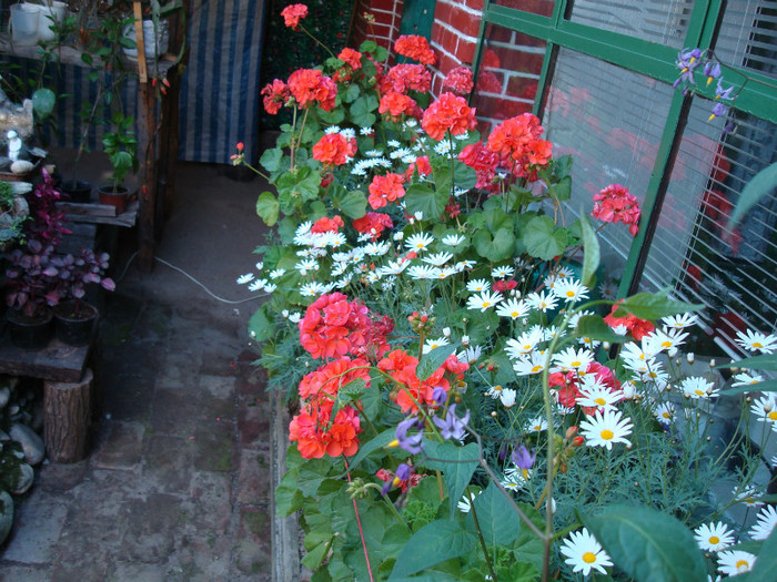 DSC00968 - PELARGONIUM