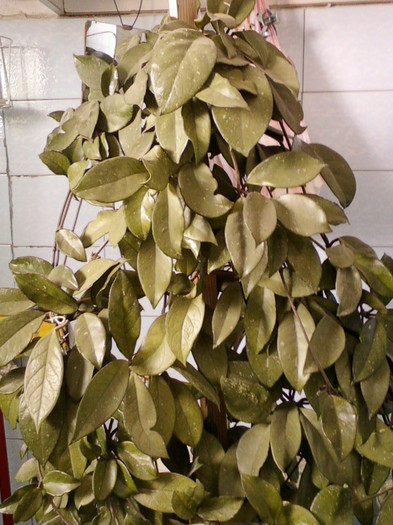hoya mea... - gradinita mea