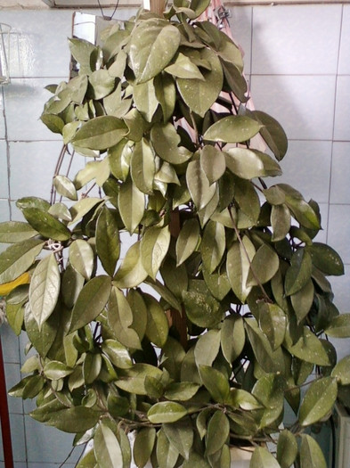14 febr 2012 085 - gradinita mea