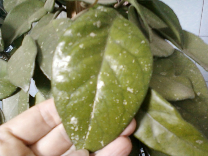 de la ea sant lastarii...; 14 febr 2012
