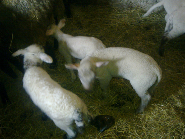 Imagine2338; miei 2012
