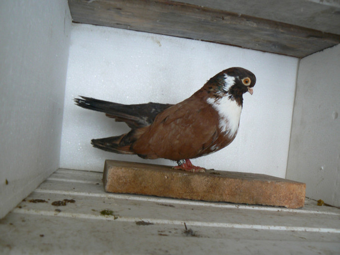 lugoj 2009 compion - porumbei 2012