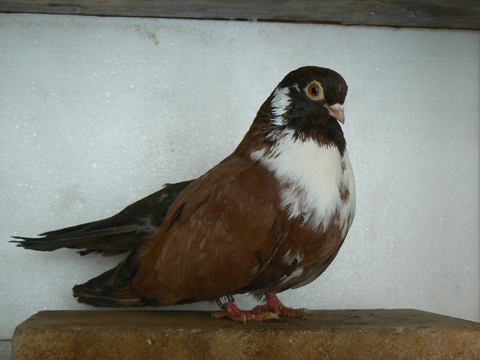 lugoj 2009 compion - porumbei 2012