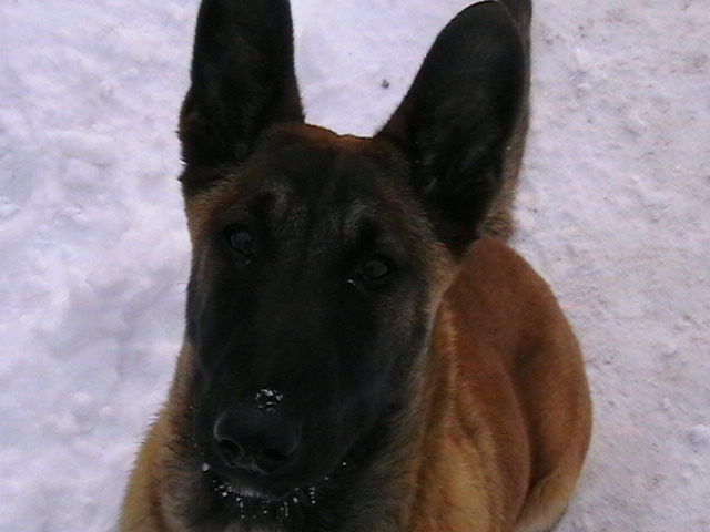 5 luni - Ciobanesc belgian malinois-WILD IRIS ELSA