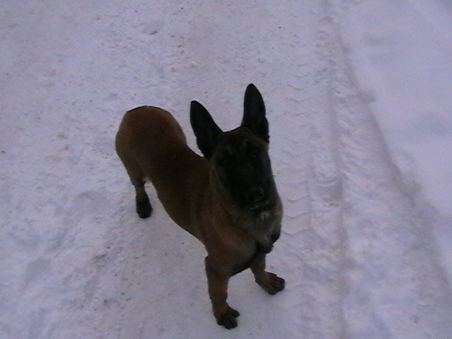 5 luni - Ciobanesc belgian malinois-WILD IRIS ELSA