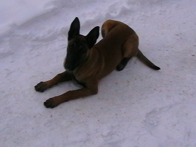 5 luni - Ciobanesc belgian malinois-WILD IRIS ELSA