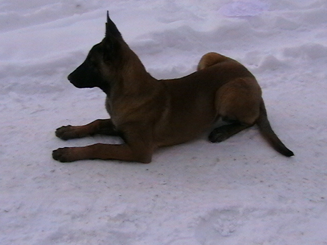 5 luni - Ciobanesc belgian malinois-WILD IRIS ELSA