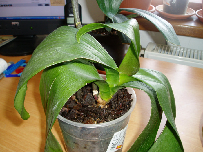 14.02.2012- parca arata mai bine - Orhidee fara radacini