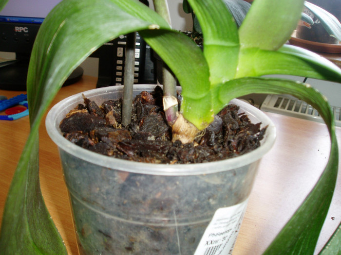 Orhidee fara radacini - taisia