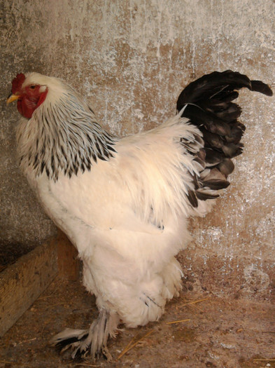 cocosu 1 - Brahma herminat deschis