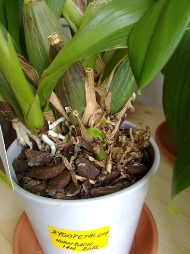 14.02 Zygopetalum - PUI ??