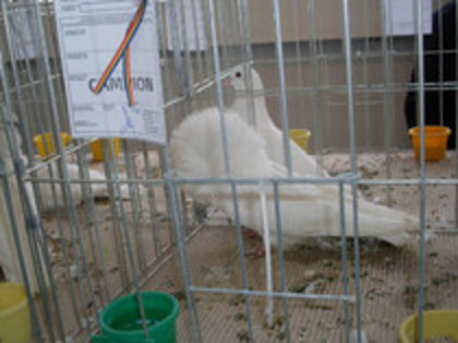  - Poze de la Expozitia din  Bistrita 2011