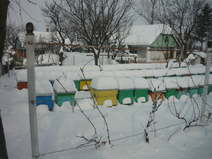 iarna2012 - apicultura
