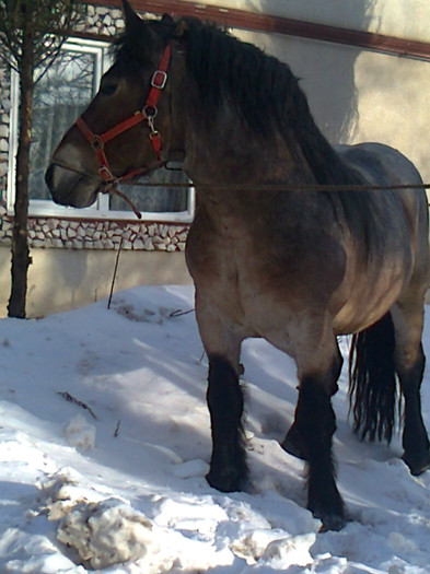 42241_viktor%20010[1]