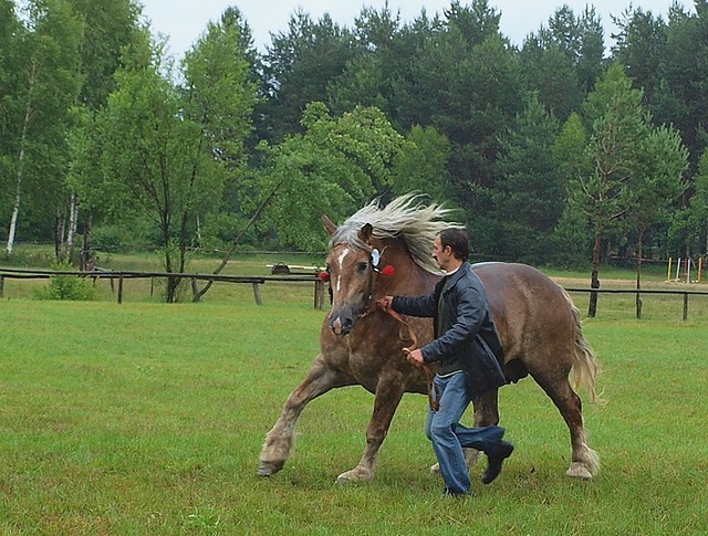 41492549[1] - Cai exemplare deosebite