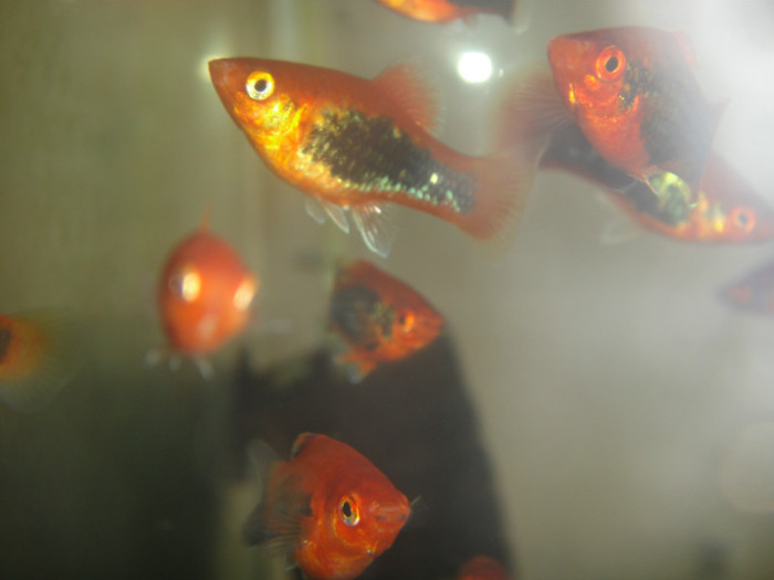 DSC03300 - crescatorie pesti 2012