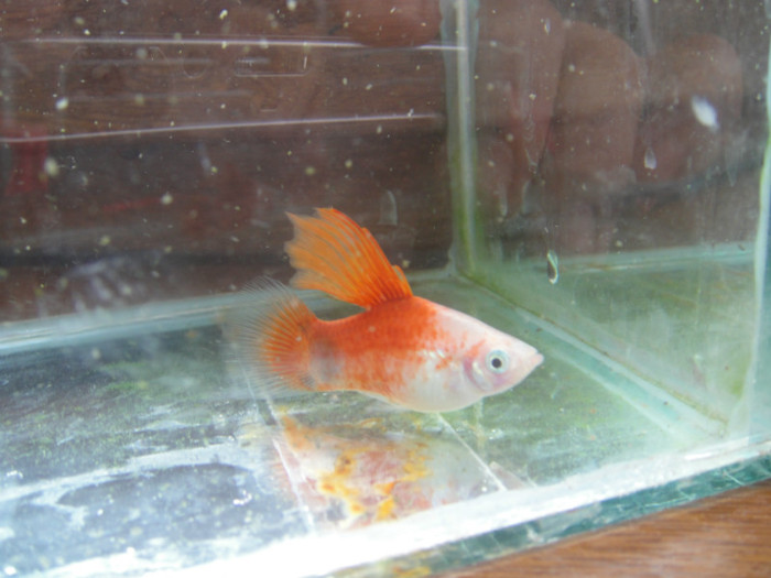 DSC03280 - crescatorie pesti 2012