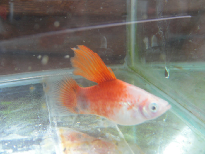 DSC03282 - crescatorie pesti 2012