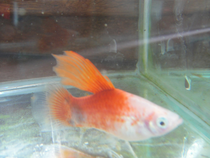 DSC03283 - crescatorie pesti 2012