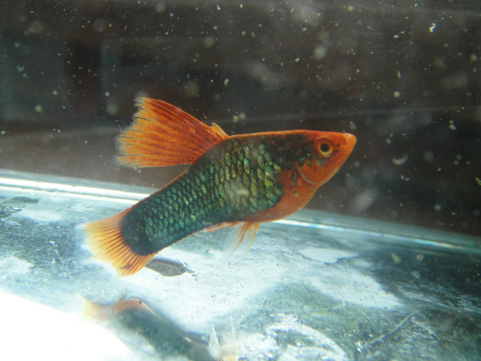 DSC03284 - crescatorie pesti 2012