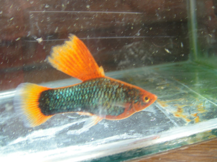 DSC03290 - crescatorie pesti 2012