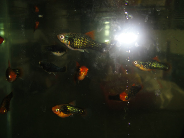 DSC03291 - crescatorie pesti 2012