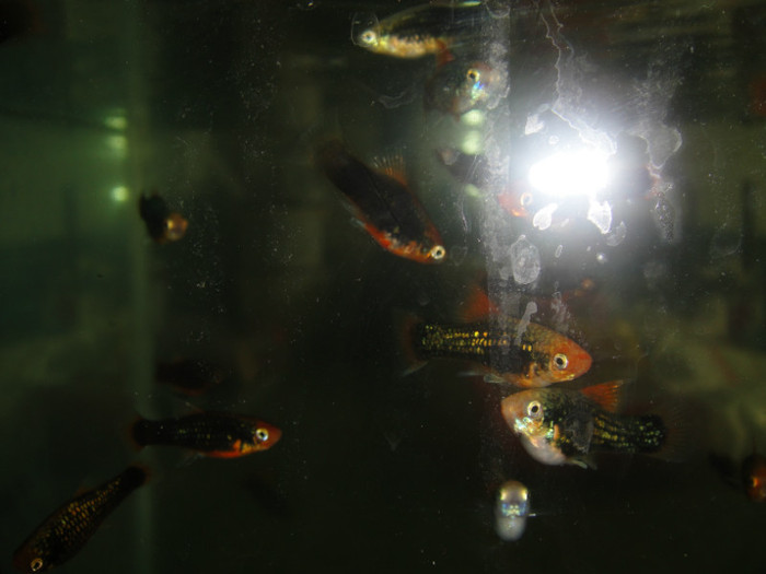 DSC03292 - crescatorie pesti 2012