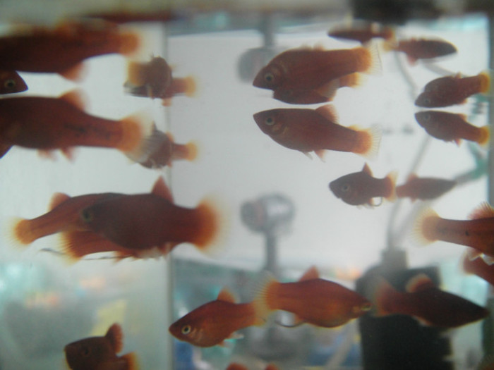 DSC03297 - crescatorie pesti 2012