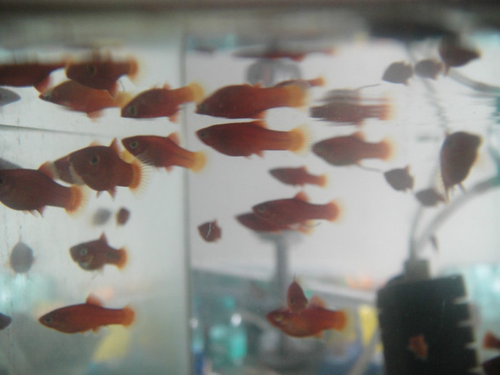 DSC03298 - crescatorie pesti 2012