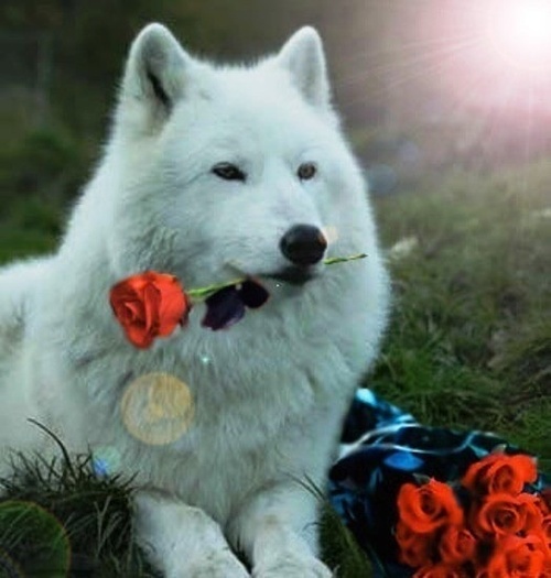 White-Wolf-wild-animals-4249828-525-551 - Happy valentine s day