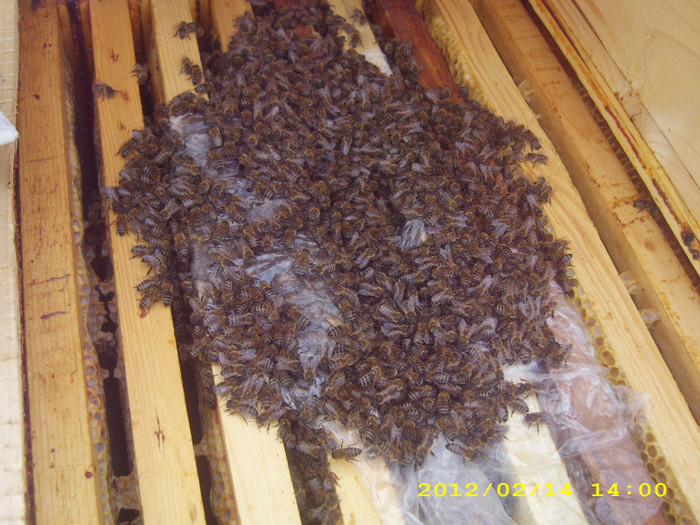 14-feb. -2012 - albinele si stupii mei-bees and my hives