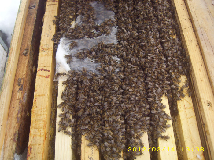 14-feb.-2012 - albinele si stupii mei-bees and my hives