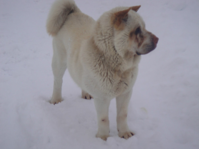 DSC03334 - sharpei bear coat