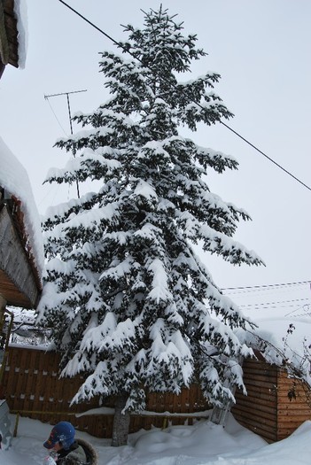 iarna 2012 008 - iarna 2012