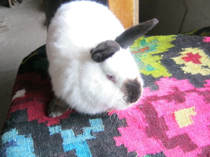 Vandut; mascul de 4 luni
