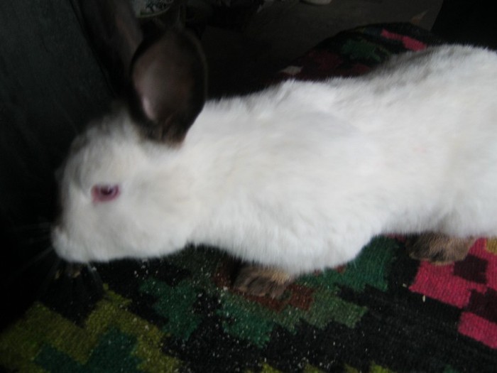 vandut; femela 5 luni
