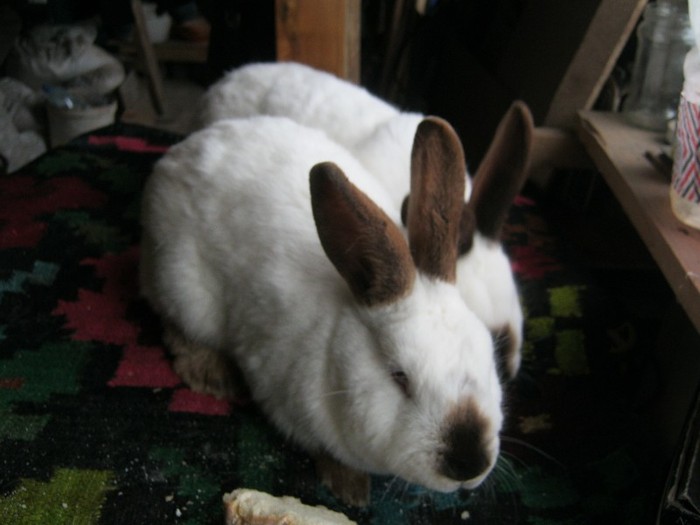 IMG_0149[1]; femele surori,5 luni
