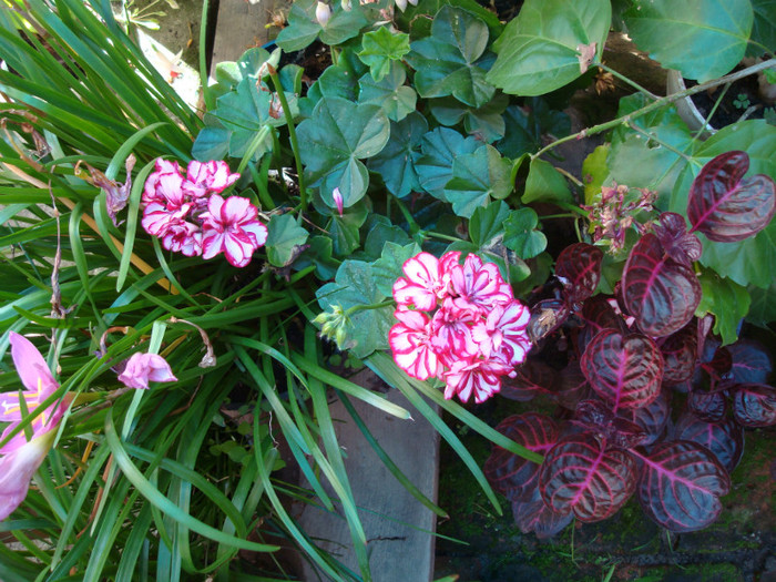 DSC01123 - PELARGONIUM