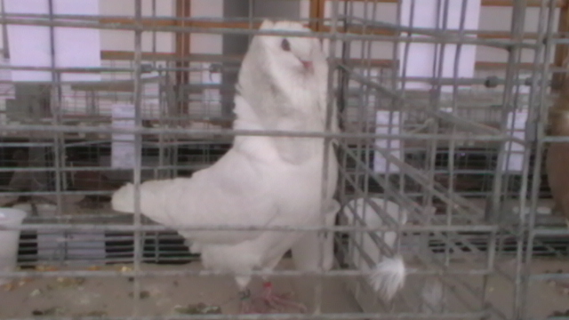 IMGA0579