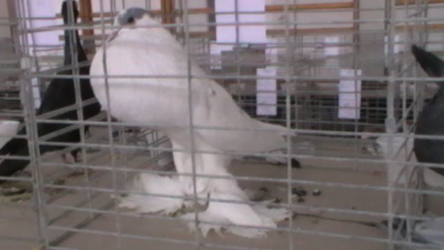 IMGA0580