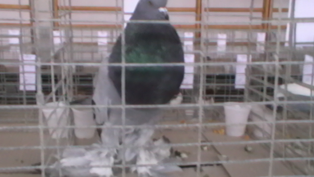 IMGA0581