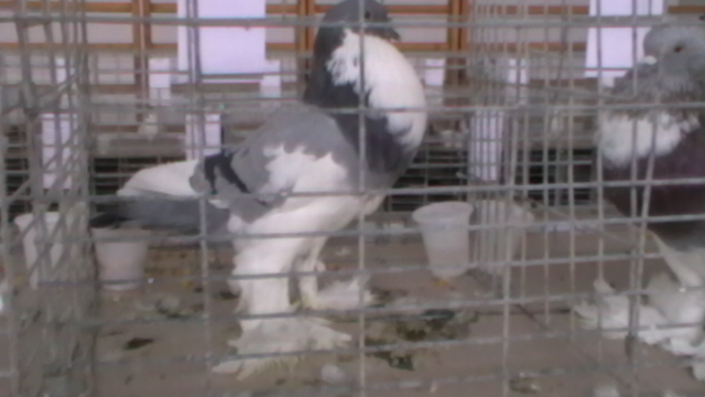 IMGA0582