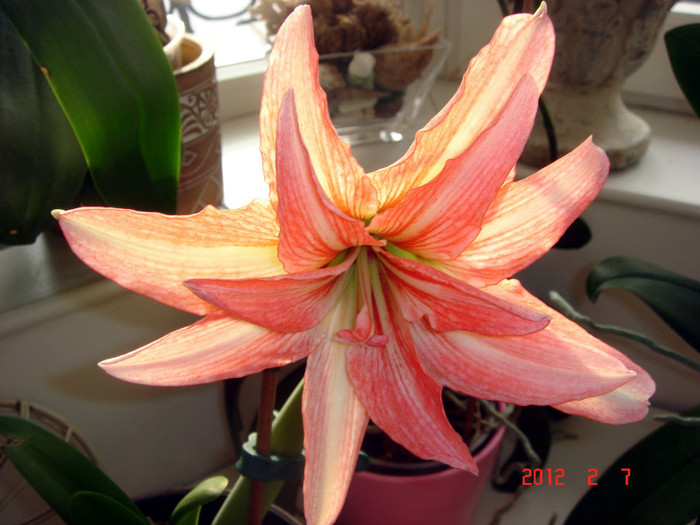 LADY JANE - AMARYLLIS 2012